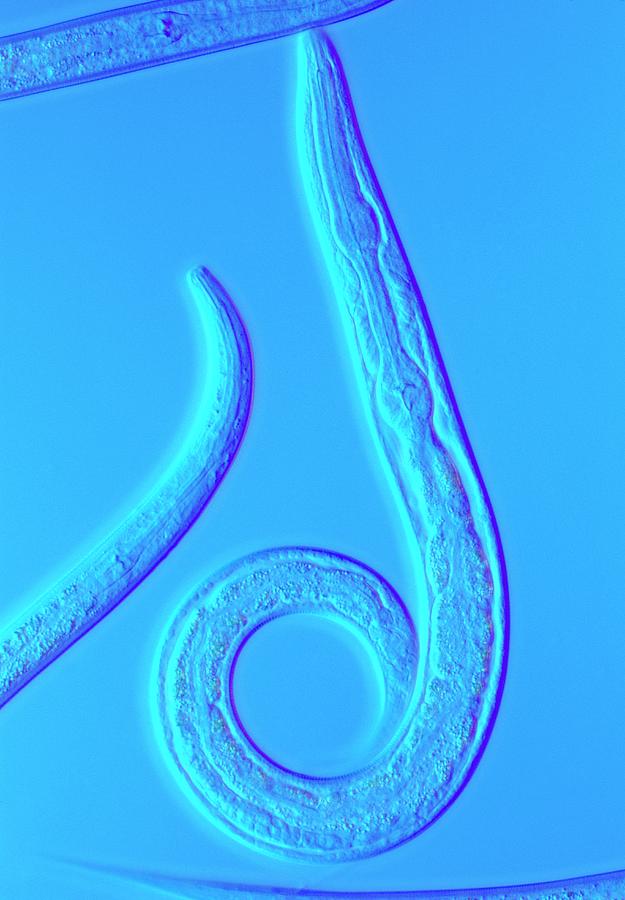 Wildlife Photograph - Lm Of The Nematode Worm by Sinclair Stammers/science Photo Library