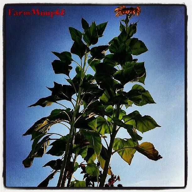 Phoenix Photograph - #lo-fi #sunflowers #garden #farm #tall by Dave Moore
