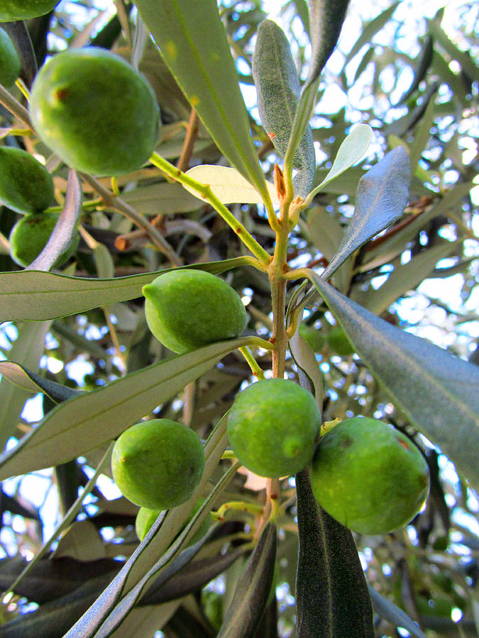 Summer Photograph - Loaded Olives by Tina M Wenger