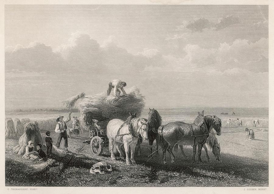 Loading The Hay Cart During Harvest Drawing by Mary Evans Picture ...