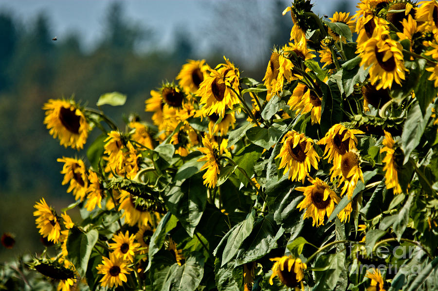 Loads of Sunflowers Photograph by Cheryl Baxter