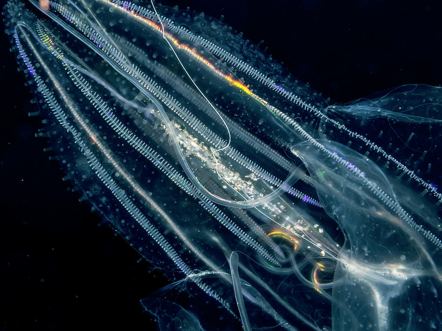 Lobate Ctenophore Or Comb Jelly Photograph by Thomas Kline