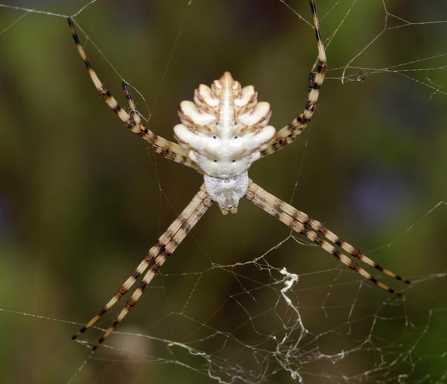 Lobed Argiope Spider Photograph by Nigel Downer