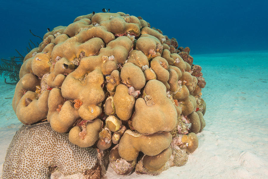 Lobed Star Coral Photograph by Andrew J. Martinez