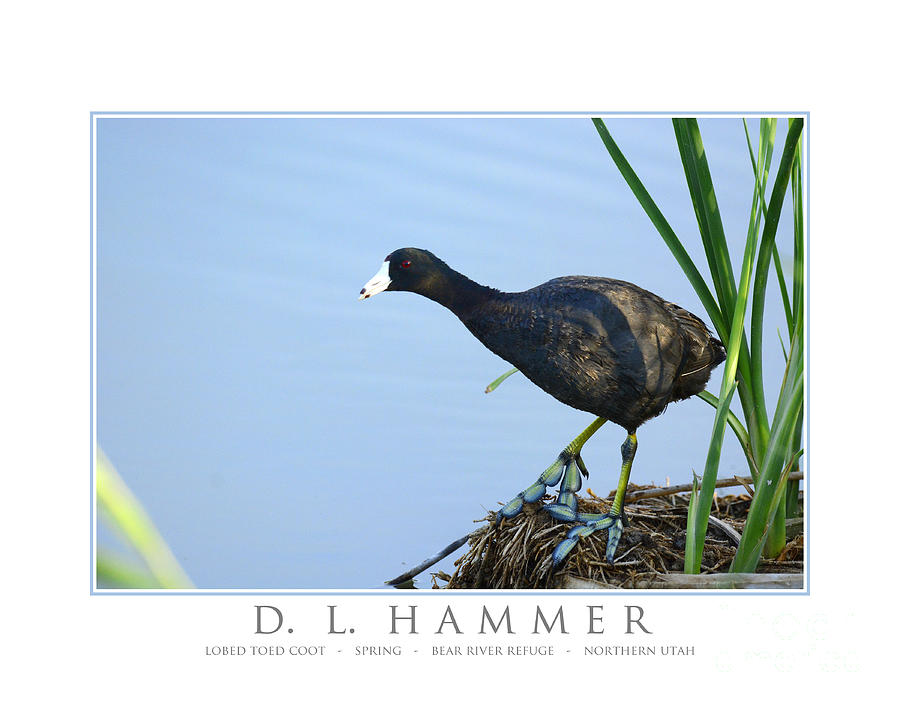 Lobed Toed Coot Photograph by Dennis Hammer
