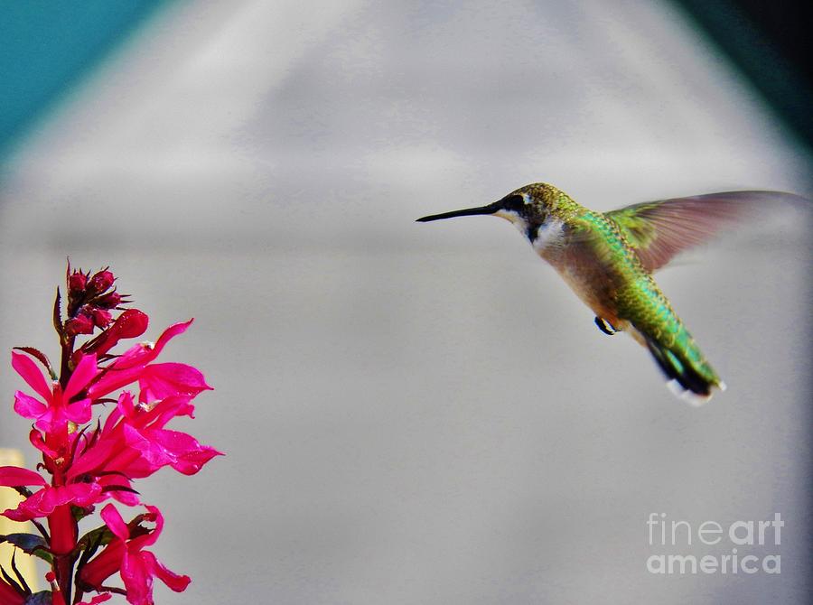 Lobelia and Hummingbird Photograph by Judy Via-Wolff