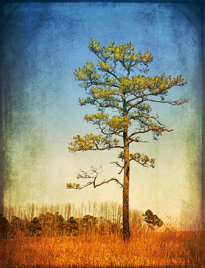 Loblolly Pine along the Chesapeake Photograph by Carolyn Derstine