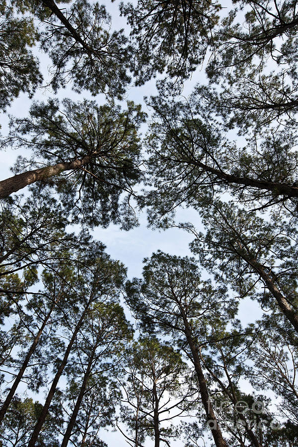 Loblolly Pine Forest Canopy Photograph by Greg Dimijian
