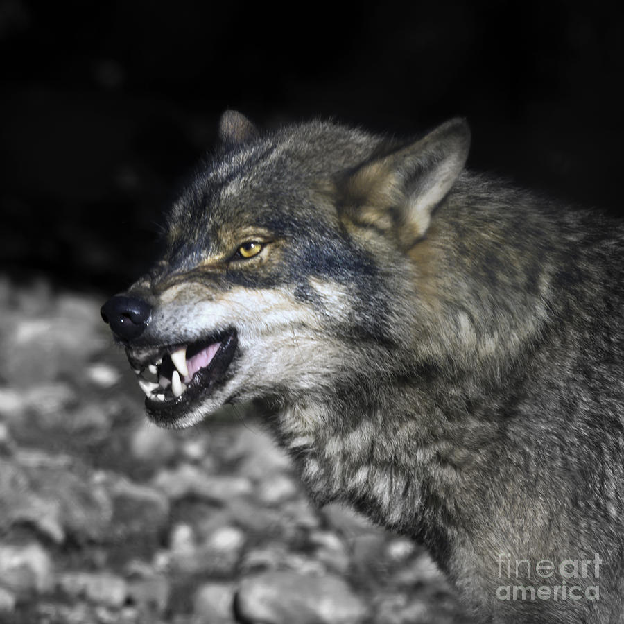 Lobo Photograph by Ang El