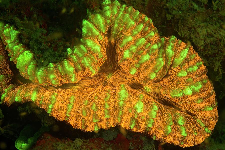 Fish Photograph - Lobophyllia Coral Fluorescing by Louise Murray