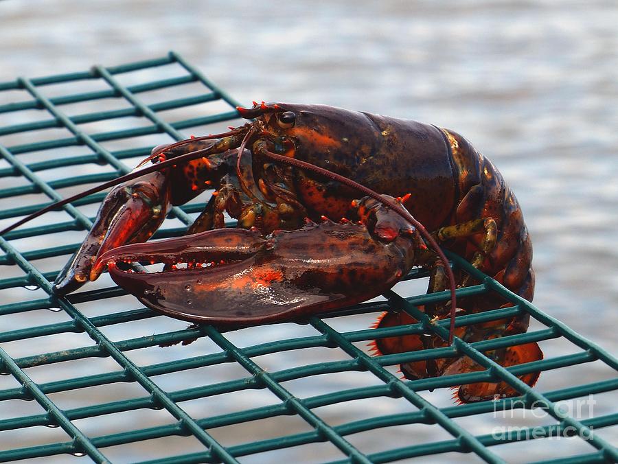 Lobster Trap Photograph - Lobster by Christine Stack Lobster Trap Photograph - Lobster by Christine Stack