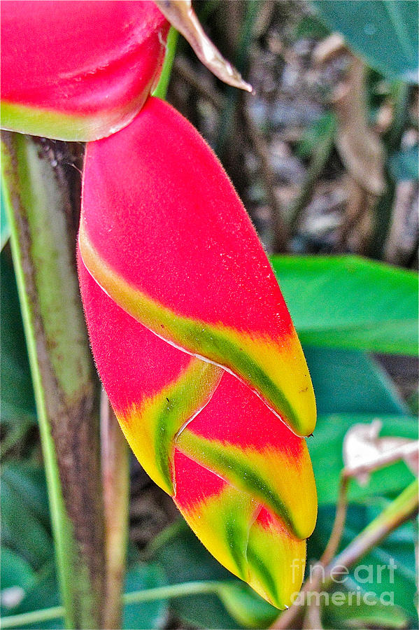 Lobster Claw Photograph by Beverly Tabet | Fine Art America