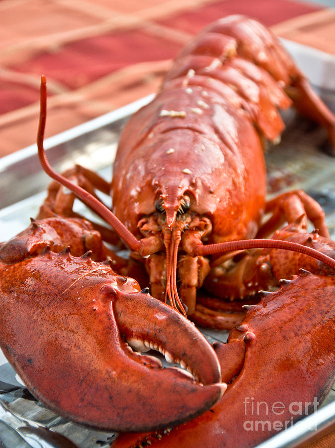 Lobster Dinner Photograph by Cheryl Baxter