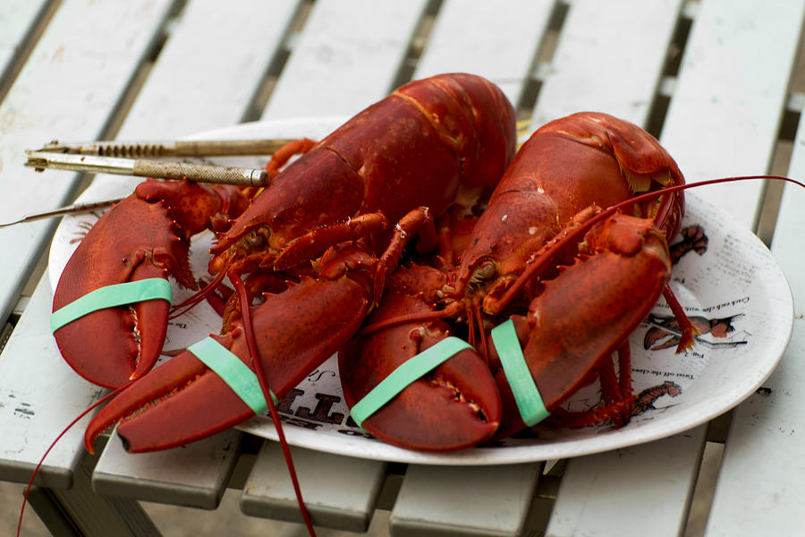 Lobster Feast Photograph by Denis Therien Fine Art America