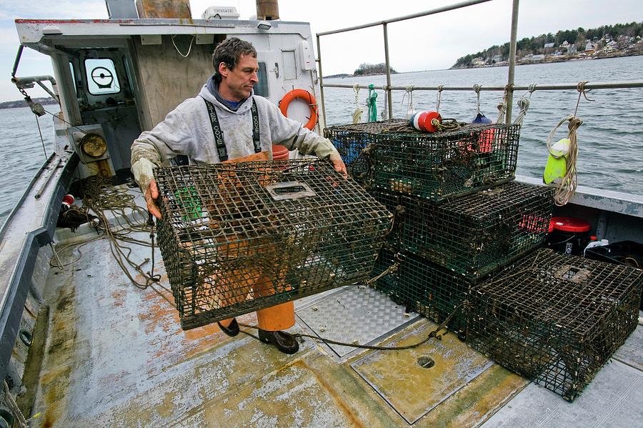 Lobster Fisherman Photograph by Peter Menzel/science Photo Library