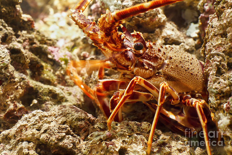 Lobster In Aquarium Photograph by Antonio Scarpi