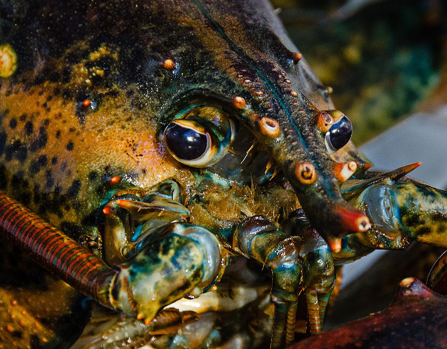Lobster Photograph by Jennifer Kano