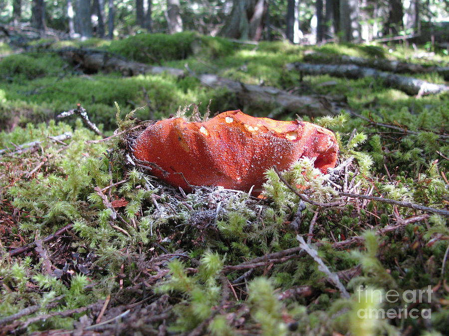 Lobster Mushroom Photograph by Leone Lund
