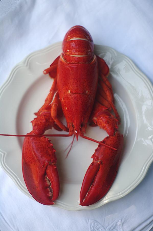 Lobster On A White Plate Photograph by Suzanne Powers