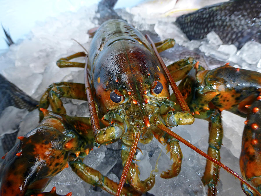 Lobster Stare Down Photograph by Dee Flouton