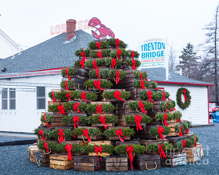 Lobster-trap Christmas Tree Photograph by Susan Cole Kelly