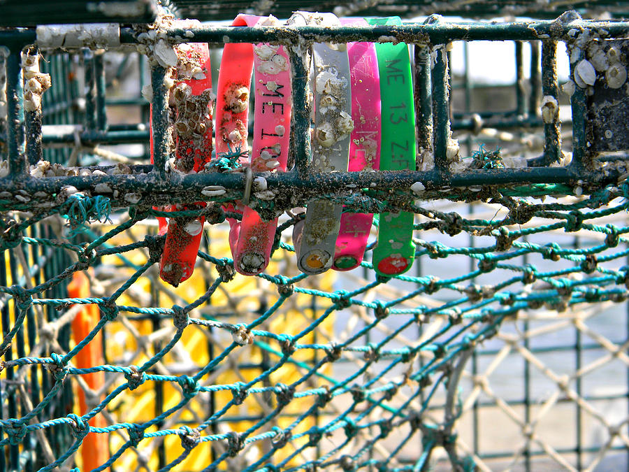 Lobster Trap Tags Photograph by Katie Hill - Fine Art America