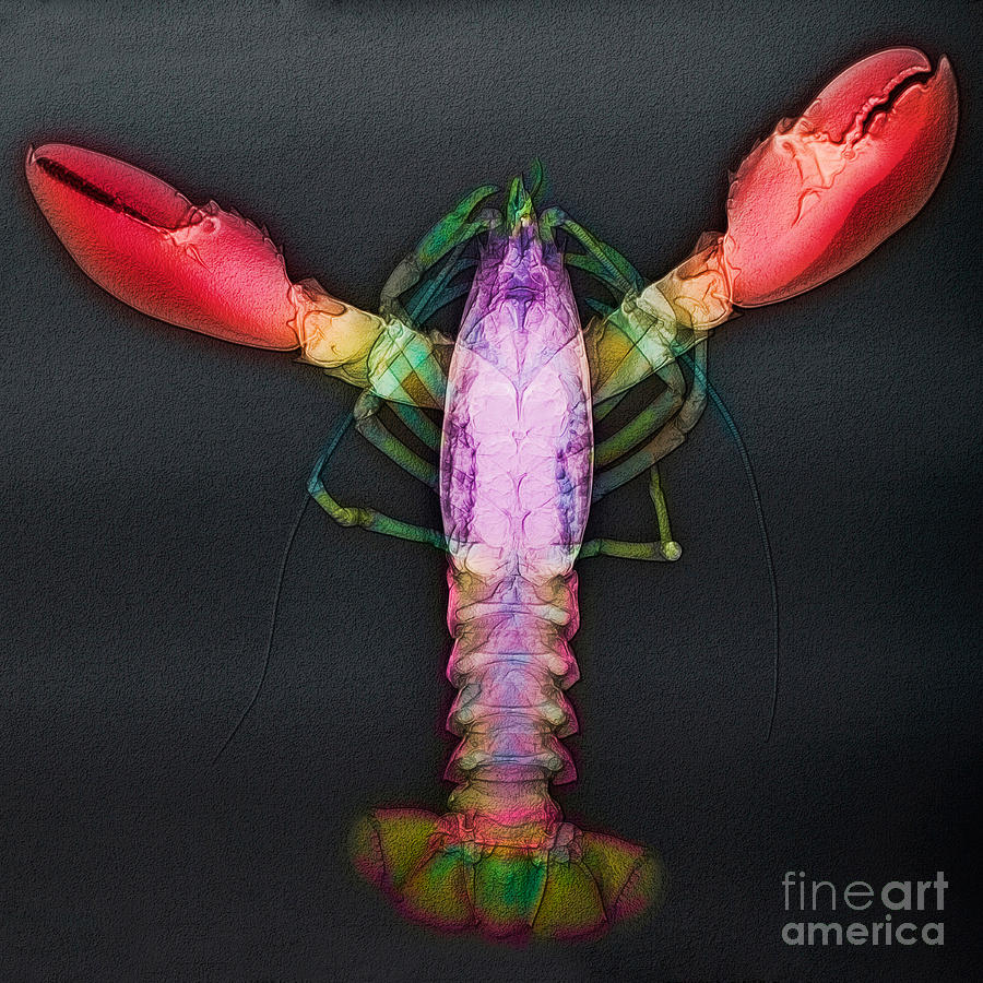 Animal Photograph - Lobster X-ray by Scott Camazine