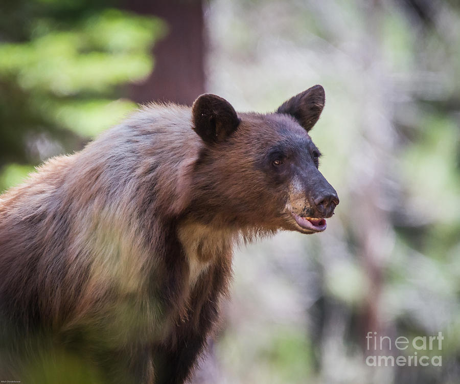 Local Bear Photograph by Mitch Shindelbower