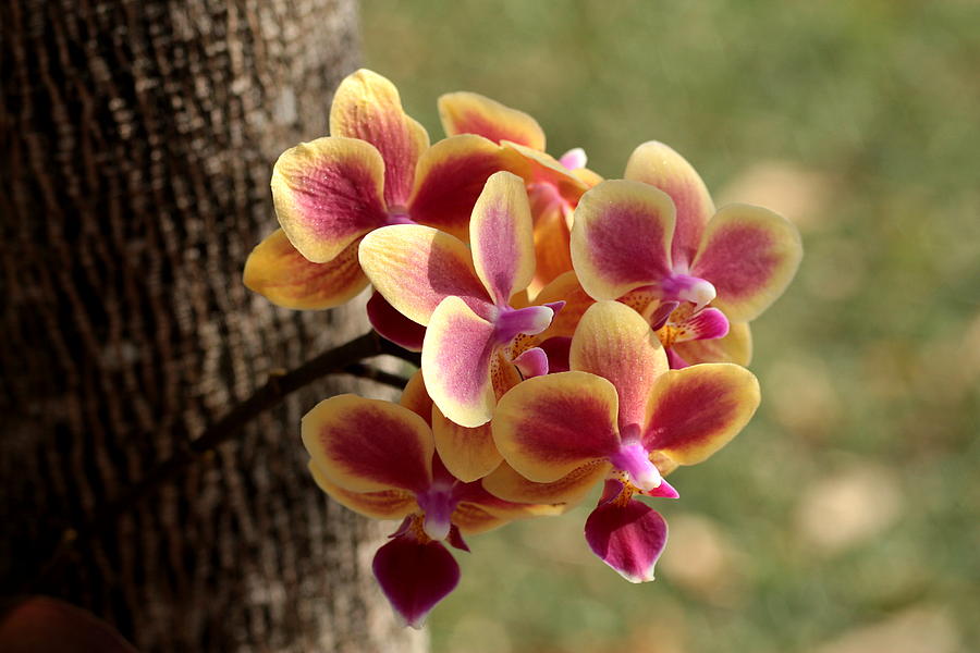 Orchid Photograph - Local Color by Greg Allore