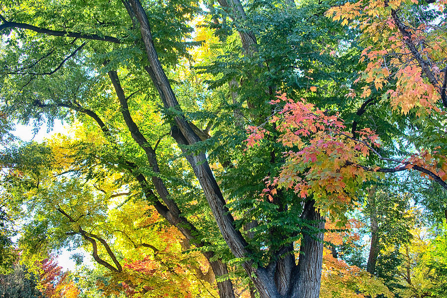 Local Fall Foliage Photograph by James BO Insogna