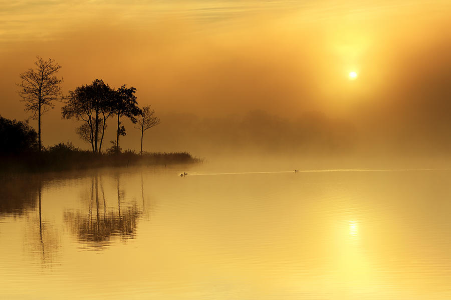 Tree Photograph - Loch Ard morning glow by Grant Glendinning
