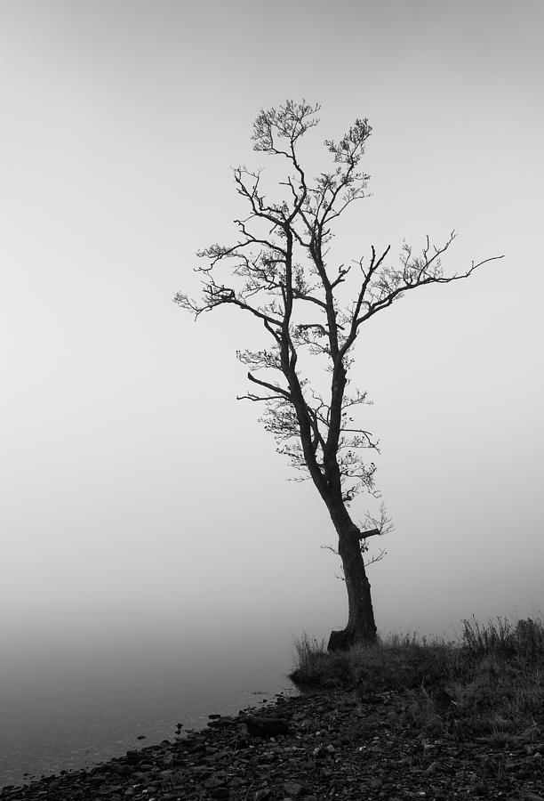 Black And White Photograph - Loch Ard Tree by Grant Glendinning
