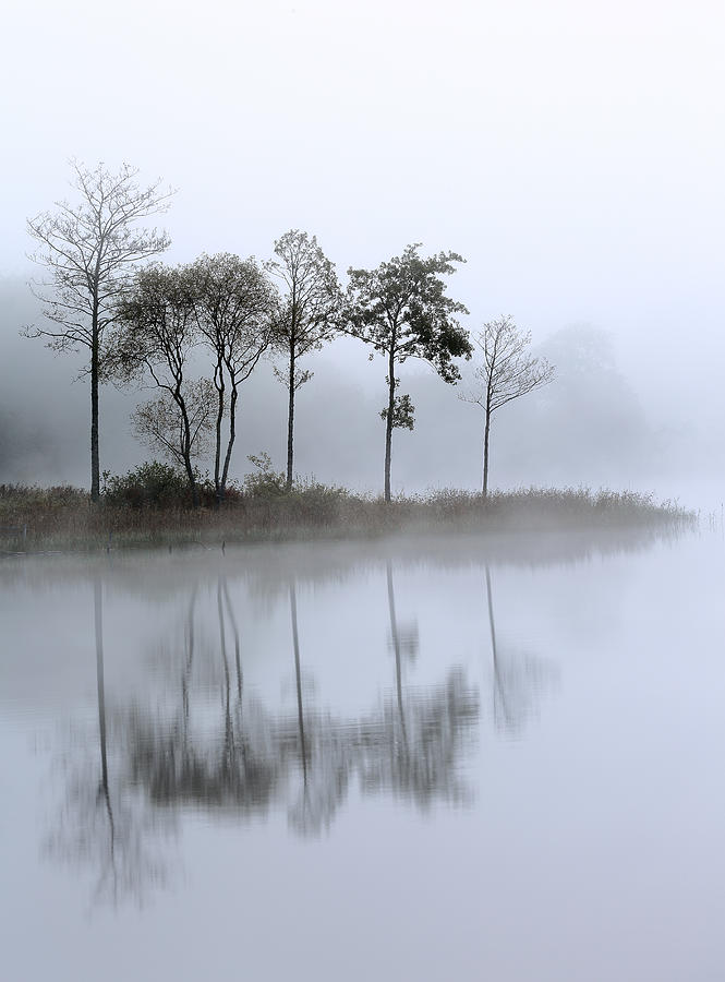 Loch Ard trees in the mist Photograph by Grant Glendinning