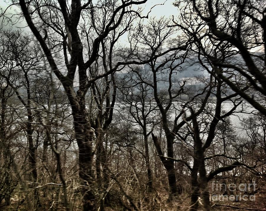 Loch Lomond Through The Birches Photograph by Joan-Violet Stretch