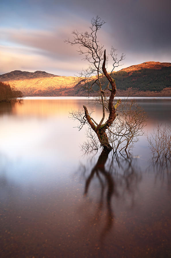 Loch Lomond Photograph - Loch Lomond Tree by Grant Glendinning