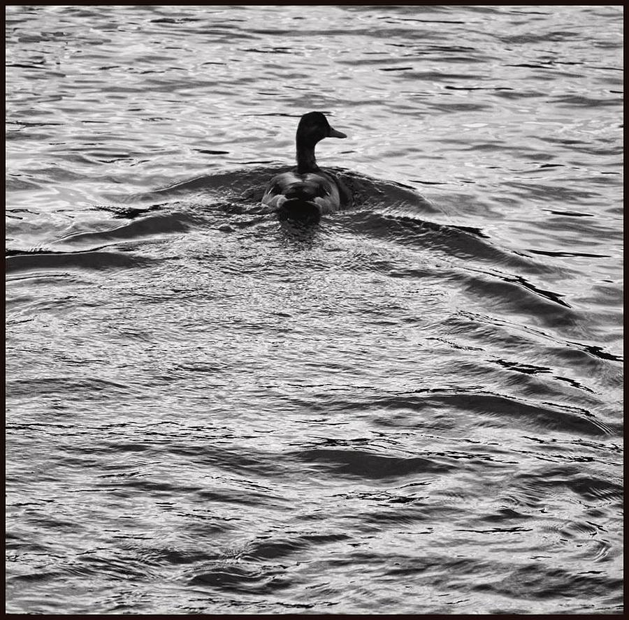 Loch Ness Duck Photograph by Jeffrey Platt