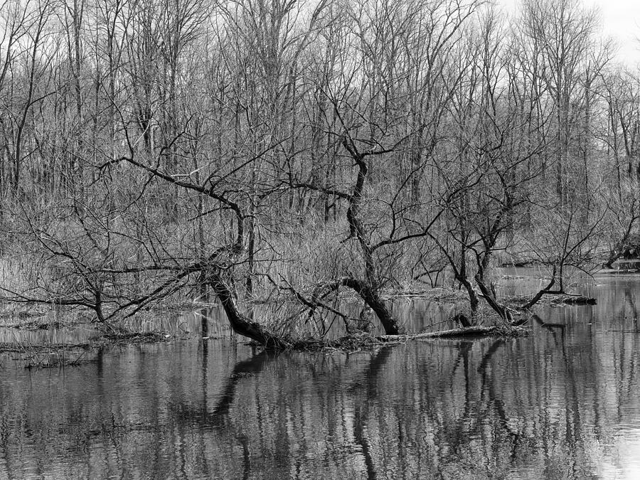 Loch ness Trees Photograph by Luis Lugo - Fine Art America