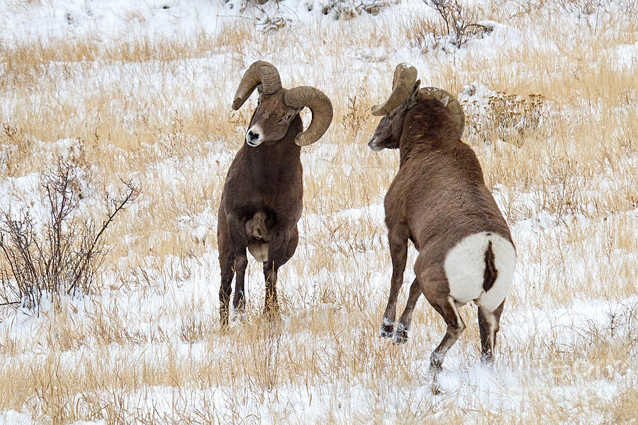 Bighorn Sheep Photograph - Locked and Loaded by Jim Garrison