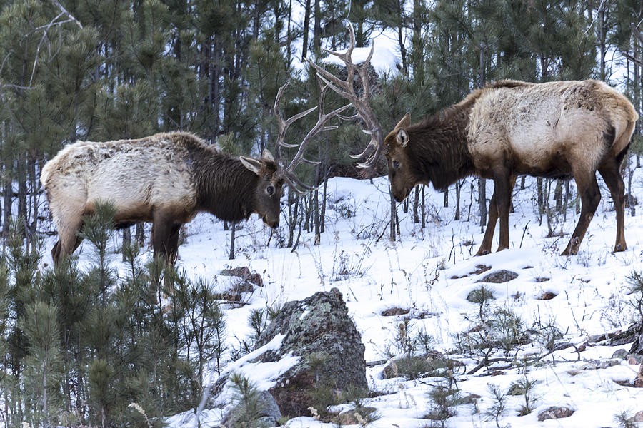 Elk Locking Horns Photograph by Steve Triplett