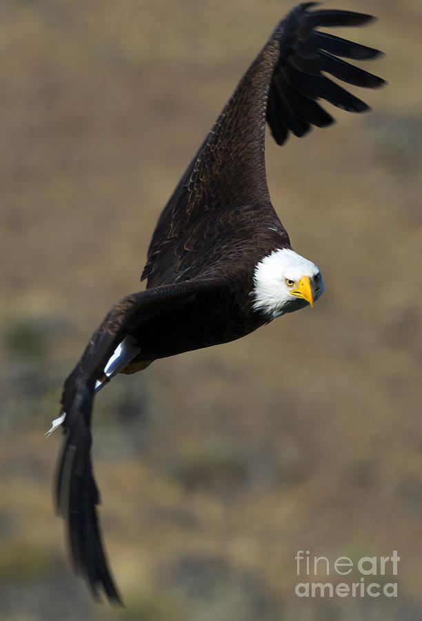 Eagle Photograph - Locked In by Michael Dawson