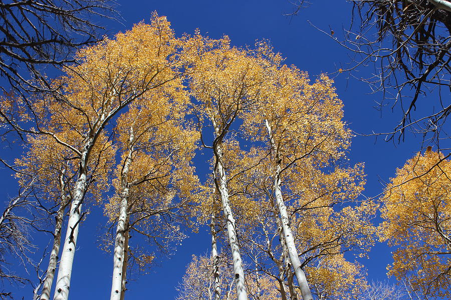 Lockett Meadow Aspen Flagstaff AZ Photograph by FlyingFish Foto