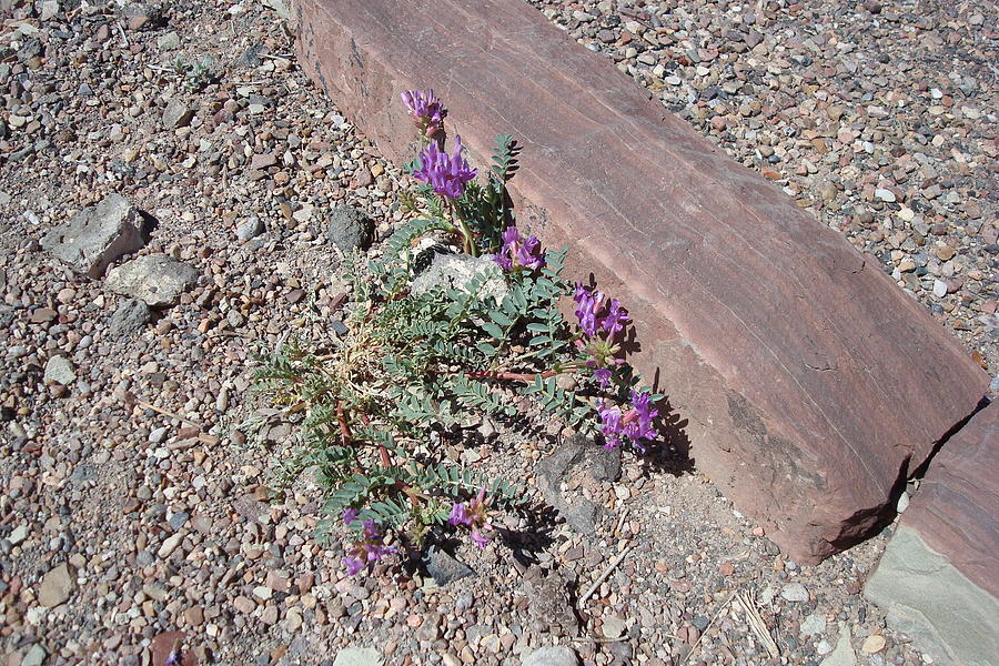 Locoweed Photograph by Susan Woodward