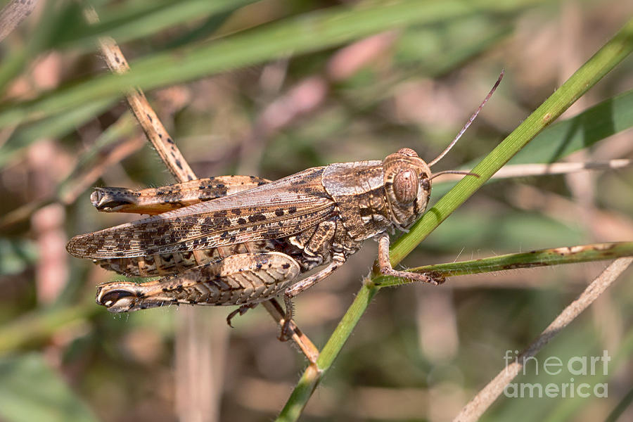 Locust - Calliptamus barbarus female Photograph by Jivko Nakev