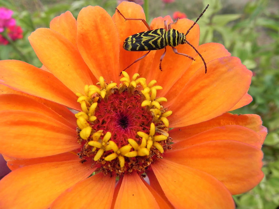 Locust Borer Beetle Photograph by Cheryl Hoyle