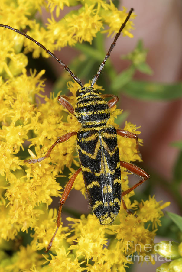 Locust Borer Beetle Photograph by Scott Camazine