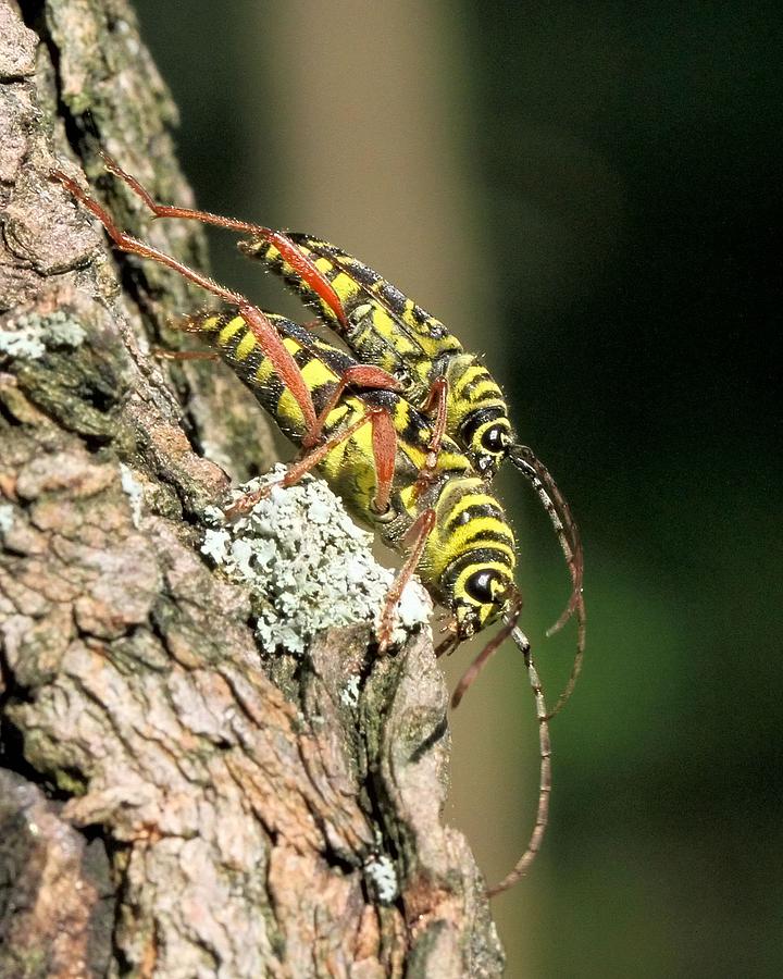 Locust Borers Photograph by Doris Potter