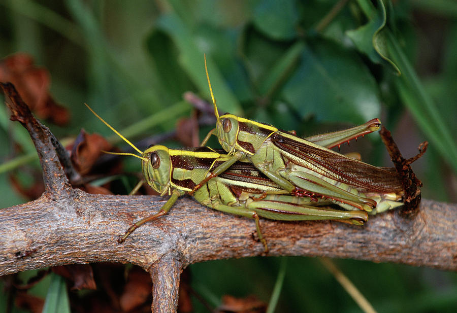 Locusts Mating Photograph by Tony Camacho/science Photo Library Pixels
