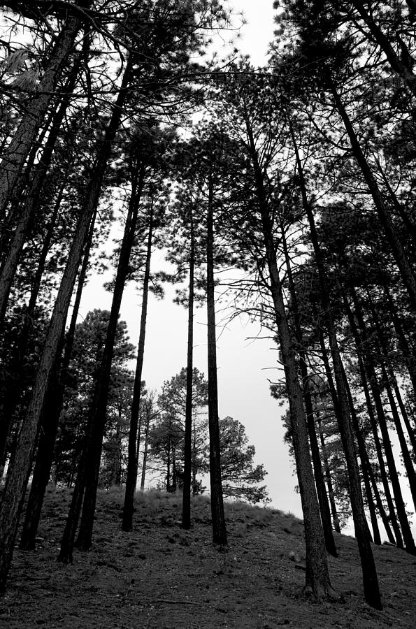 Lodgepole Pines Photograph by Joe Kozlowski
