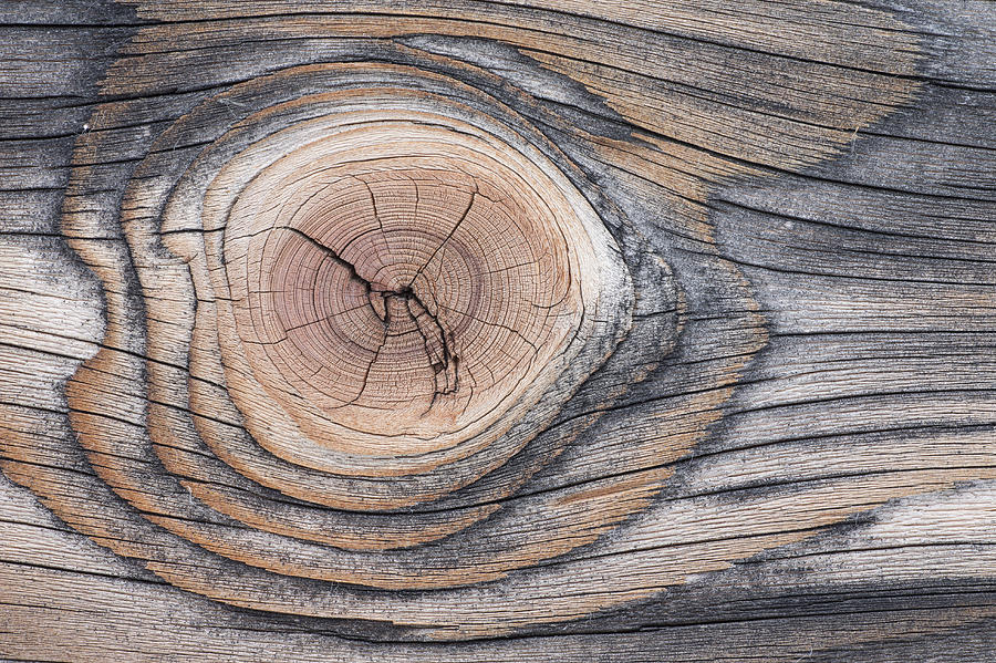Lodgepole Pine Wood Patterns Photograph by Peter Cairns