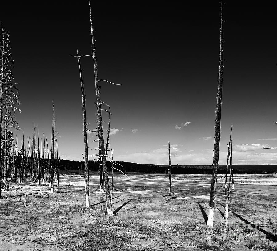 Lodgepole Pines  Photograph by Christiane Schulze Art And Photography